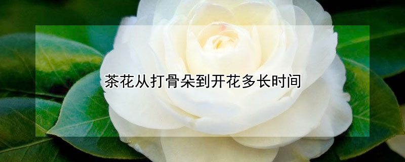 茶花從打骨朵到開花多長(zhǎng)時(shí)間