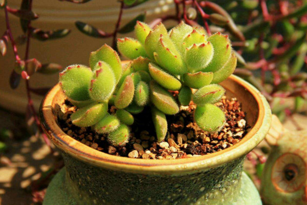 熊童子怎么養(yǎng)