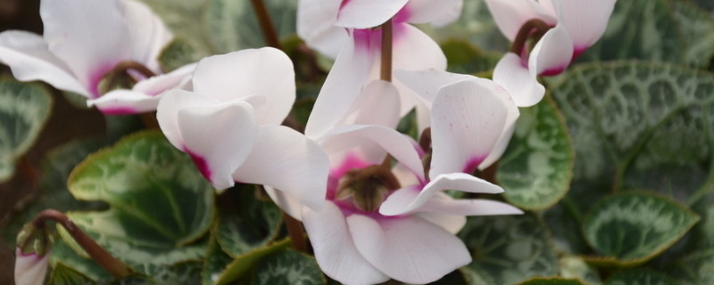 仙客來(lái)葉子發(fā)黃的原因