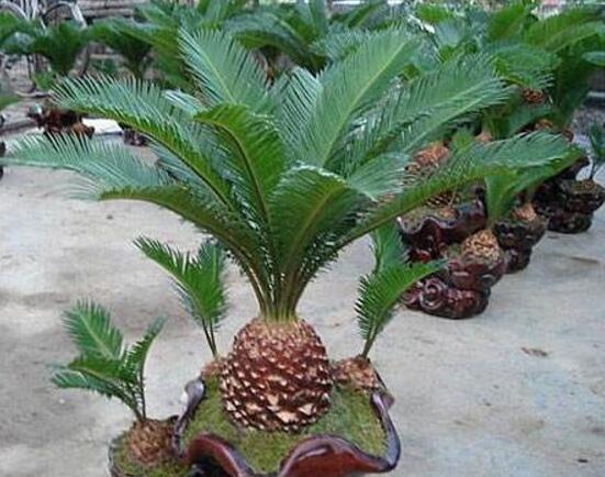 鐵樹怎么繁殖，鐵樹四大繁殖方法