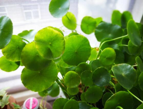 銅錢草放在臥室好嗎，寓意著家有銅錢、財源滾滾