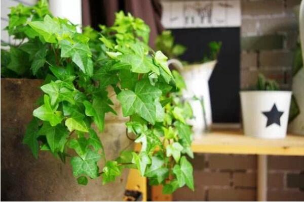 常春藤黃葉子怎么辦，四種原因以及解決方法