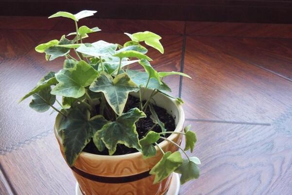 常春藤怎么養(yǎng)護，日常養(yǎng)護5大要點