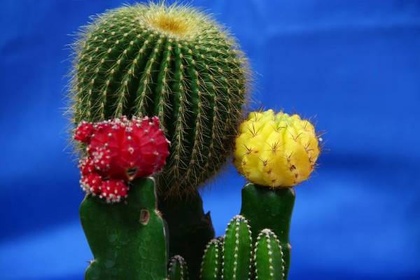 仙人球的種類有哪些，根據(jù)外觀/毛刺/可食用性區(qū)分