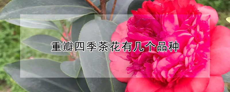 重瓣四季茶花有幾個(gè)品種