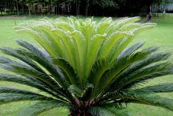 鐵樹品種，細數(shù)鐵樹最受喜愛八大品種