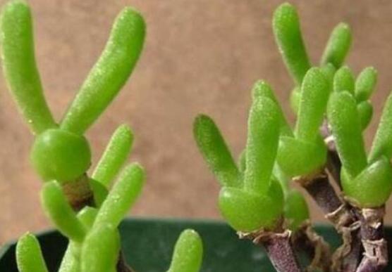 碧光環(huán)發(fā)芽后要澆水嗎，需要/只需要保持濕潤環(huán)境即可