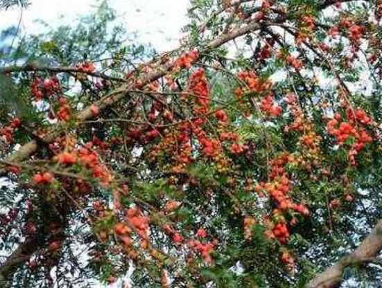 紅豆杉掉葉子是什么原因，六大辦法恢復(fù)茂盛