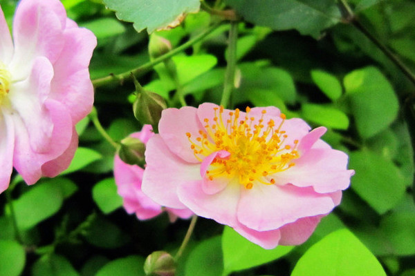 薔薇不長(zhǎng)葉子是為什么