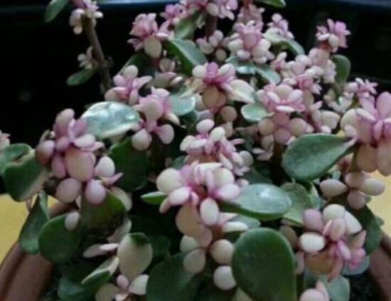 雅樂之舞為什么不紅，做好合適盆土/保持充足光照