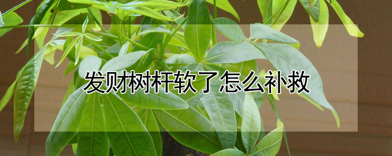 發(fā)財樹桿軟了怎么補(bǔ)救