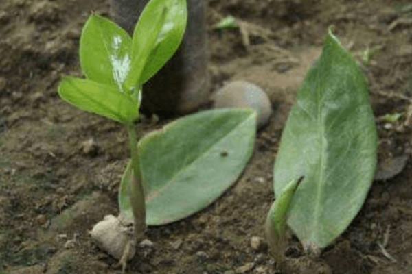 金錢樹怎么養(yǎng)護(hù)