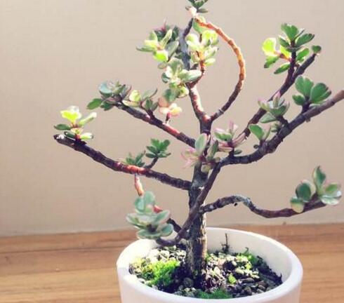 雅樂之舞花怎么養(yǎng)，4種養(yǎng)殖技巧保生長