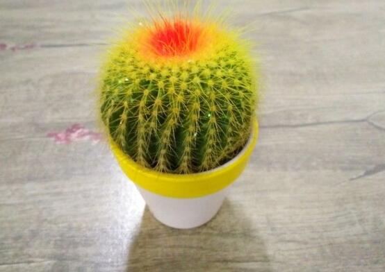 怎樣養(yǎng)仙人球容易開花，記住五個要點(diǎn)花開爆盆