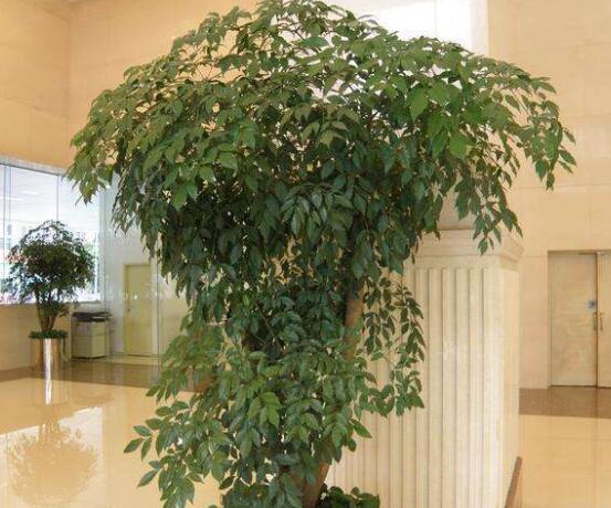 幸福樹(shù)病蟲(chóng)害，盤(pán)點(diǎn)最常見(jiàn)的四種病蟲(chóng)害防治大全