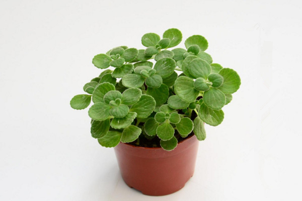 碰碰香怎么過冬，入室保溫并加強(qiáng)光照