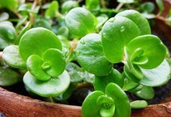 花卉小家碧玉怎么養(yǎng)，老農(nóng)總結八大基本方法