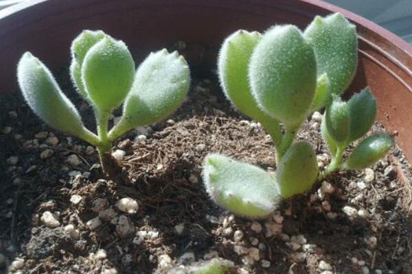 熊童子怎么繁殖，熊童子扦插繁殖方法