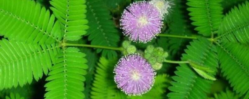 含羞草葉子干萎如何恢復(fù)