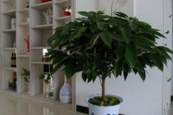 家里養(yǎng)榕樹有什么好處，家里養(yǎng)榕樹的四大好處