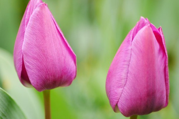 郁金香能在北方戶(hù)外種嗎