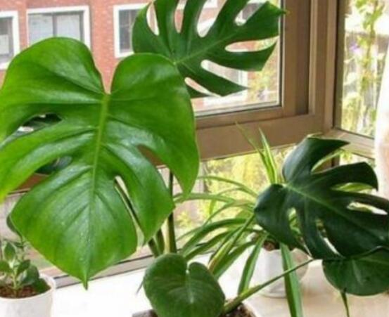 小龜背竹有毒嗎，毒性較輕/避免接觸汁液即可