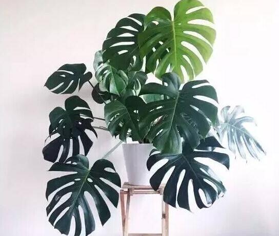 龜背竹多久澆一次水，不同的季節(jié)澆水的時(shí)間也不同