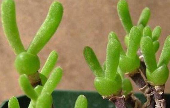 碧光環(huán)多肉怎么種，播種時間要選對