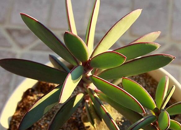 燕子掌的花語(yǔ)，吉祥如意和尊重敬畏