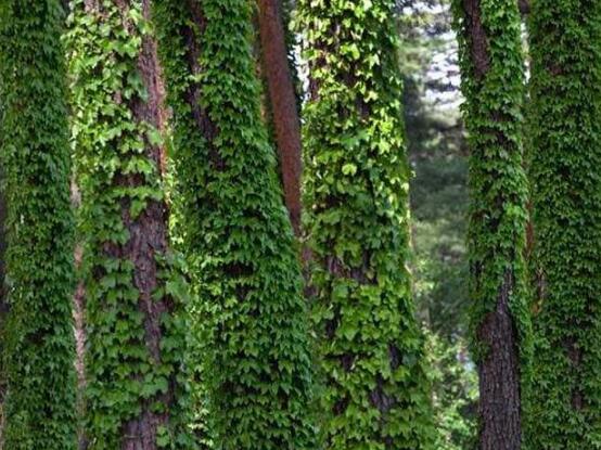 常春藤的養(yǎng)殖方法和注意事項(xiàng)，老農(nóng)總結(jié)八大基本方法