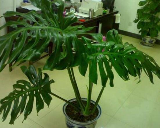 龜背竹用高盆還是矮盆，建議以高盆養(yǎng)殖最佳(紫砂盆)