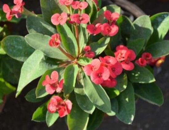 大葉虎刺梅怎么養(yǎng)，保證足量光照/溫暖濕潤環(huán)境