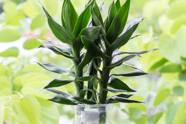 富貴竹斷了還能活嗎，精心養(yǎng)護有九成幾率存活