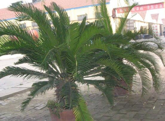 鐵樹能放臥室嗎，盡量不要放（與你爭奪氧氣、呼吸受阻）