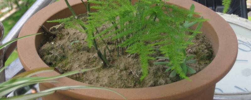 文竹開(kāi)花了注意事項(xiàng)