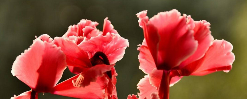 仙客來的繁殖方法