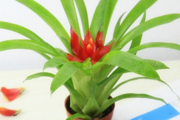 鴻運(yùn)當(dāng)頭那個(gè)紅色是花還是葉