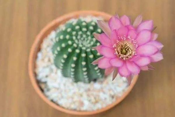 仙人球可以用沙子養(yǎng)嗎，光使用沙子是養(yǎng)不活的