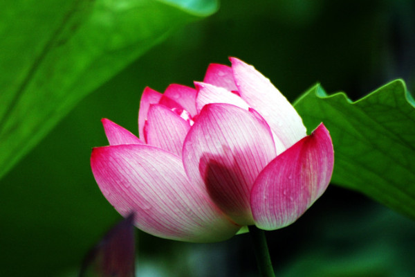 水培荷花的養(yǎng)殖方法和注意事項(xiàng)