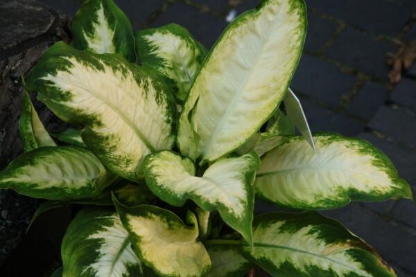 萬年青適合在室內(nèi)養(yǎng)嗎，有著很全面的作用