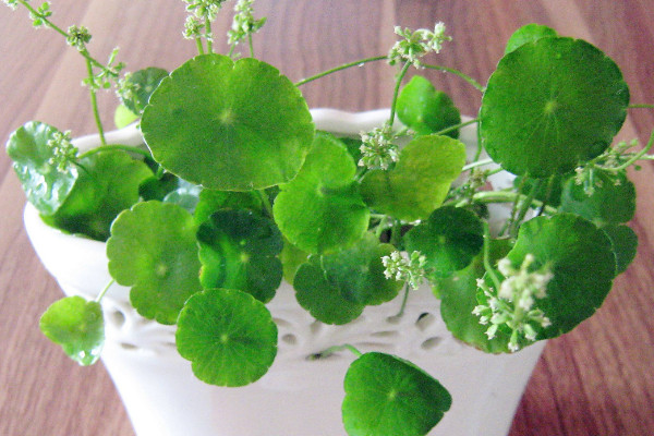 銅錢草葉子邊緣干枯，及時(shí)補(bǔ)充水肥養(yǎng)分