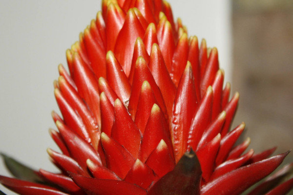 鴻運當(dāng)頭澆水澆哪里