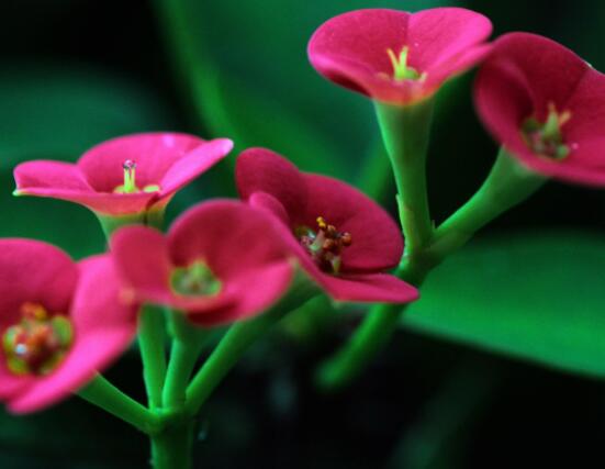 虎刺梅黃葉怎么辦，多半是施肥和修剪不當(dāng)引起的