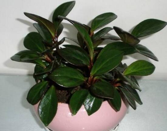 橡皮樹對人身體有害嗎，橡皮樹的作用和功效