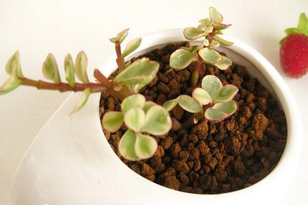 雅樂之舞好養(yǎng)殖嗎，5步教你養(yǎng)好雅樂之舞