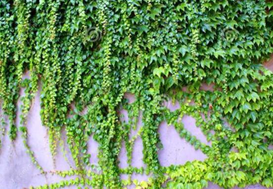 常春藤干枯了還會(huì)活嗎，干枯后存活四種解決辦法