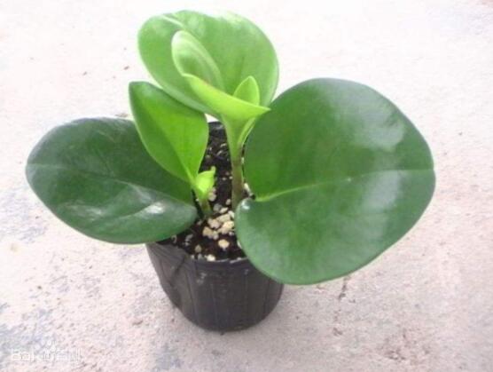 紫邊碧玉的作用以及花語，凈化空氣、活血止痛、跌打損傷