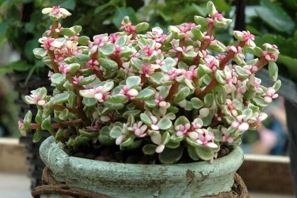 如何種雅樂(lè)之舞，三步即可完成雅樂(lè)之舞的種植