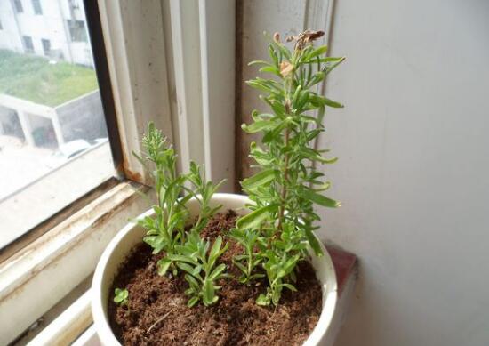 薰衣草葉子干枯怎么辦，教你正確的補救方法