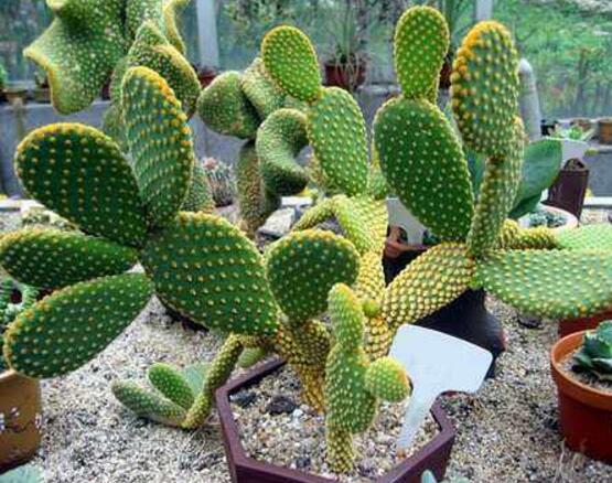 仙人掌喜歡陽(yáng)光嗎，長(zhǎng)日曬生長(zhǎng)更健康